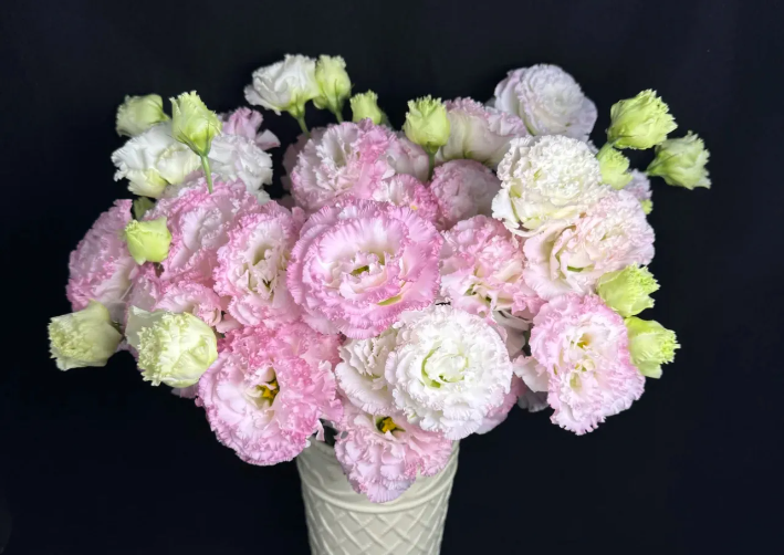 Những cánh hoa mềm mại với sắc hồng nhẹ nhàng cùng đường viền xoăn tinh tế tạo nên vẻ đẹp thanh lịch và dịu dàng